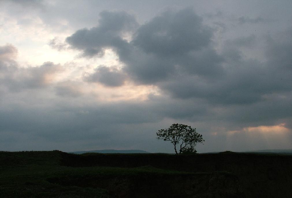 osamnělý strom.JPG